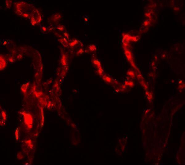 a03607 1 il37 primary antibodies if testing 3