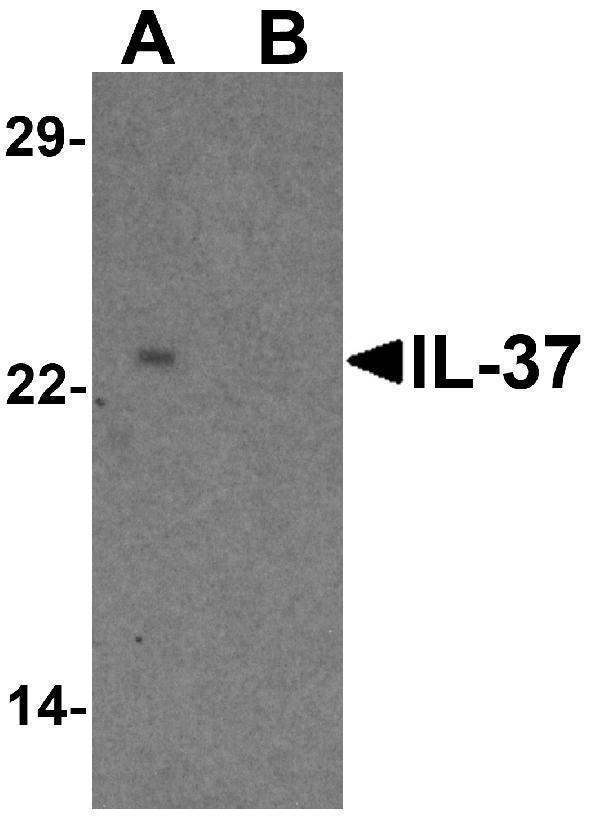 a03607 1 il37 primary antibodies wb testing 1