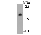 a03608 1 ndufs4 primary antiboties wb testing 1