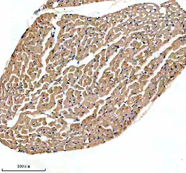 a03608 3 ndufs4 primary antibodies ihc testing 2