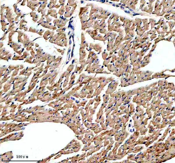 a03608 3 ndufs4 primary antibodies ihc testing 3