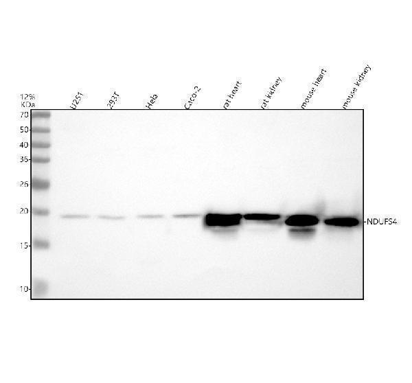 a03608 3 ndufs4 primary antibodies wb testing 1