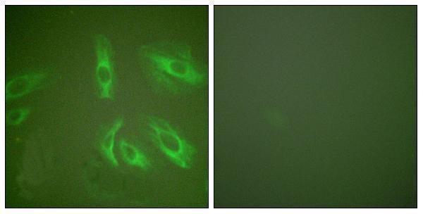 a03612 gast primary antibodies if testing 1