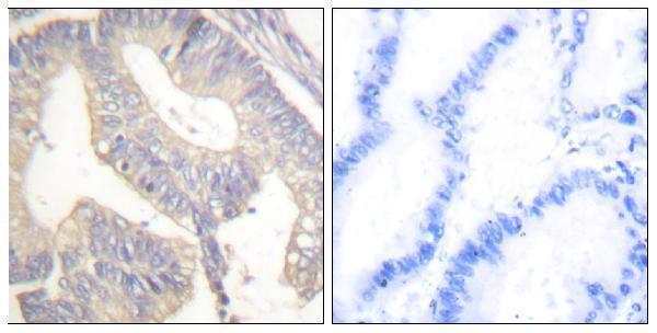 a03612 gast primary antibodies ihc testing 3