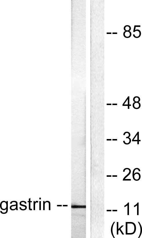 a03612 gast primary antibodies wb testing 2