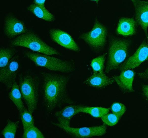 a03613 1 spred1 primary antibodies if testing 2