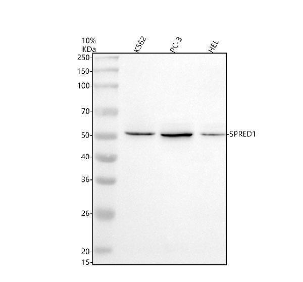 a03613 1 spred1 primary antibodies wb testing 1