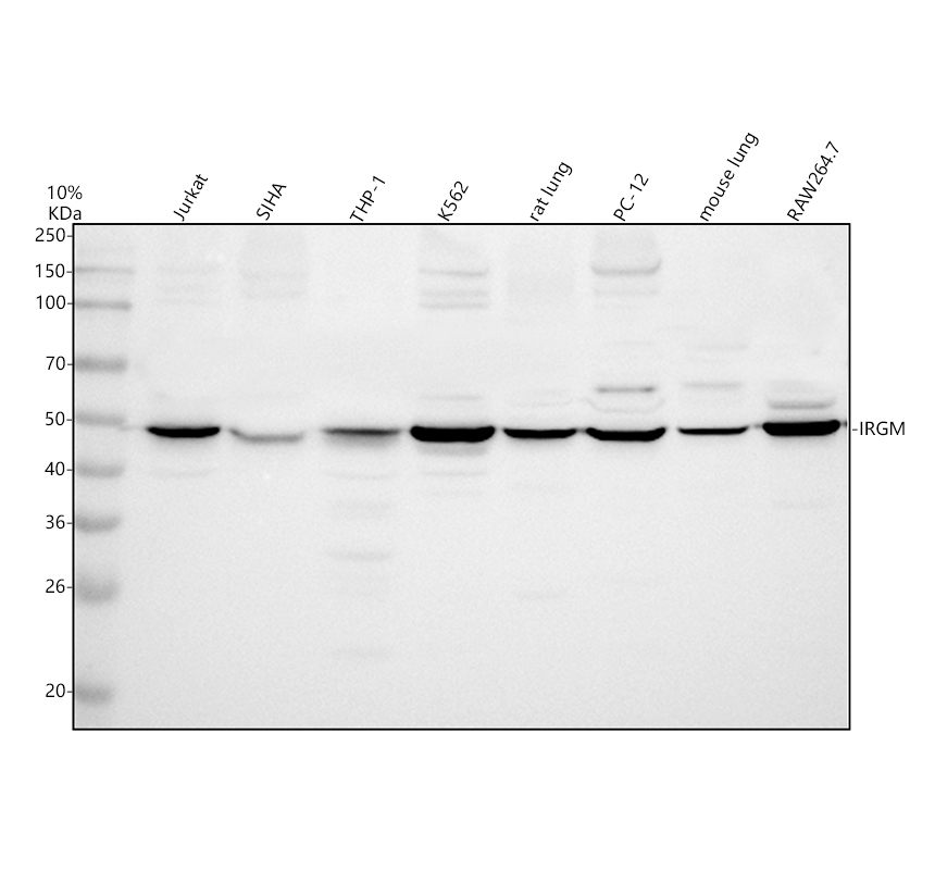 a03614 1 irgm primary antibodies wb testing 1