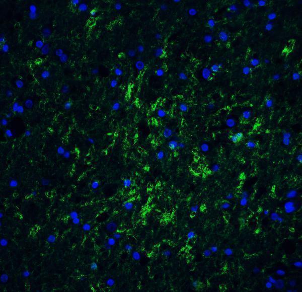 a03614 irgm primary antibodies if testing 3