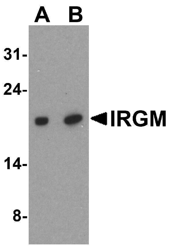 a03614 irgm primary antibodies wb testing 1
