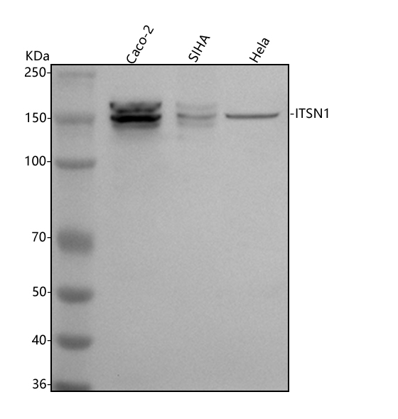 a03616 1 itsn1 primary antibodies wb testing 1