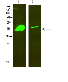 a03617 dlx2 primary antibodyes wb testing 1