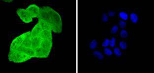 ICC staining HSPA4 in Hela cells (green)