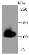 Western blot analysis of HSPA4 on Hela cells lysates using anti-HSPA4 antibody at 1/1,000 dilution