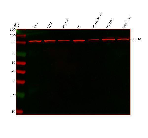  Western blot analysis of HSPA4 using anti-HSPA4 antibody (A03618-2)