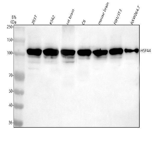  Western blot analysis of HSPA4 using anti-HSPA4 antibody (A03618-2)