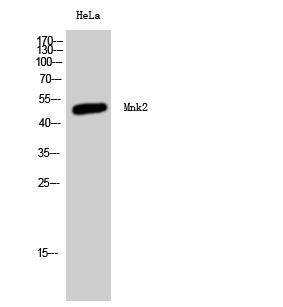 a03619 mknk2 primary antibodyes wb testing 1