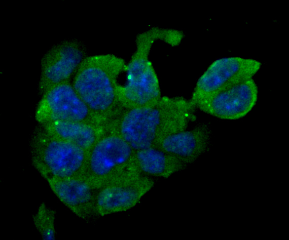 ICC staining ERp29 in F9 cells (green)