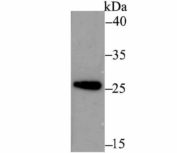 Western blot analysis of ERp29 on THP-1 cell using anti-ERp29 antibody at 1/500 dilution