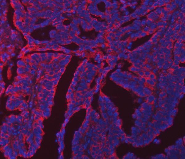 a03621 2 erp29 primary antibodies if testing 10