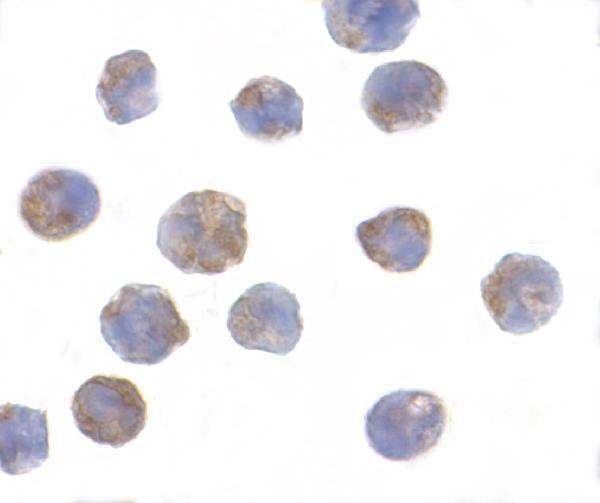 a03625 1 anp32a primary antibodies icc testing 5