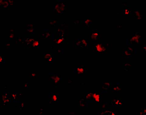 a03625 1 anp32a primary antibodies if testing 4
