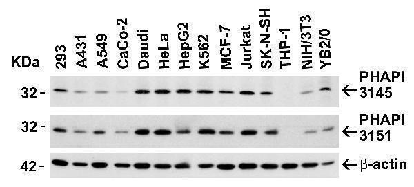 Independent Antibody Validation (IAV) via Protein Expression Profile in Cell Lines
Loading: 15 μg of lysates per lane