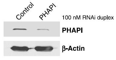 a03625 1 anp32a primary antibodies wb testing 6