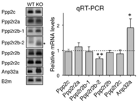 a03625 1 anp32a primary antibodies wb testing 9