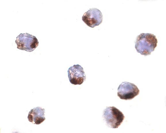 a03625 2 anp32a primary antibodies icc testing 2