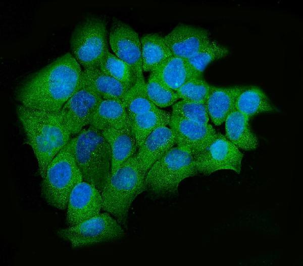 a03627 2 upf2 primary antibodies if testing 5