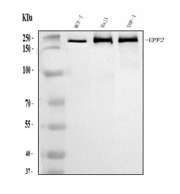 Western blot analysis of HUPF2/RENT2/UPF2 using anti-HUPF2/RENT2/UPF2 antibody (A03627-2)