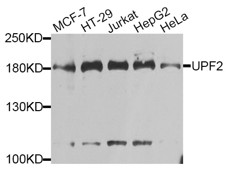 Western blot analysis of extracts of various cell lines, using UPF2 antibody at 1:1000 dilution