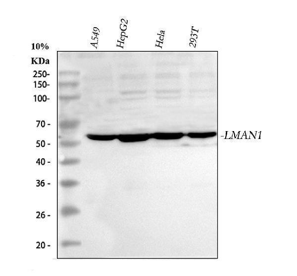 a03628 1 lman1 primary antibodies wb testing 1_1