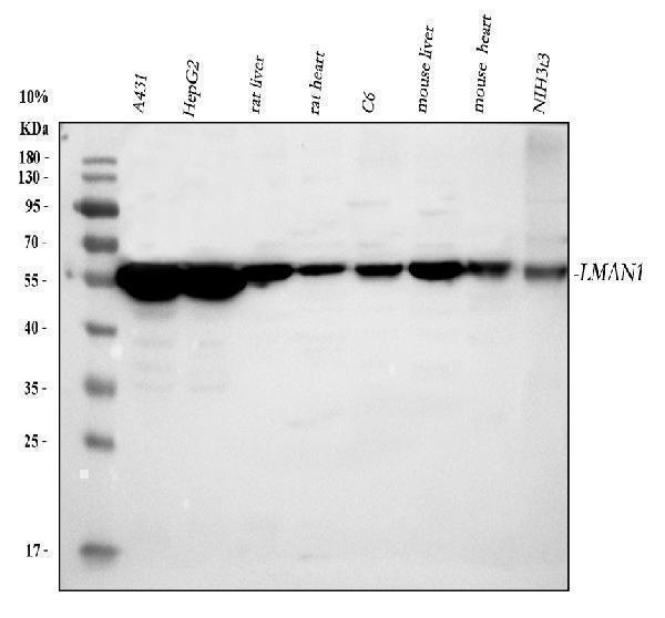 a03628 1 lman1 primary antibodies wb testing 2_1