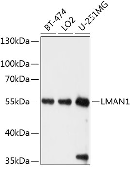 Western blot analysis of extracts of various cell lines, using LMAN1 antibody  at 1:1000 dilution