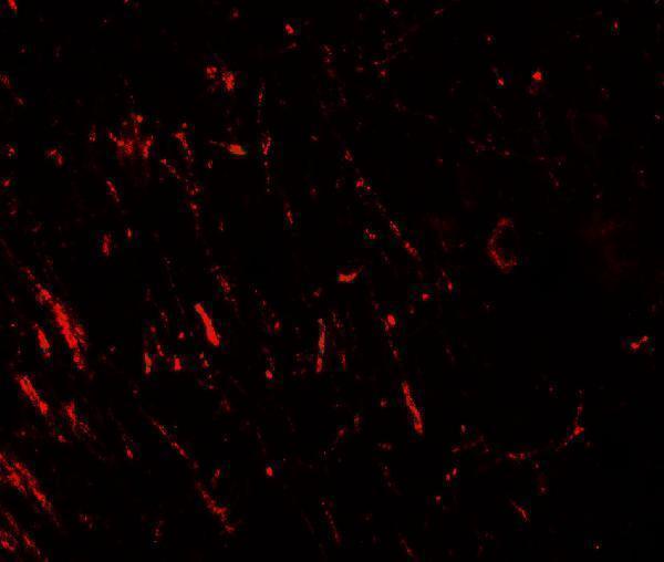 a03629 akt1s1 primary antibodies if testing 3