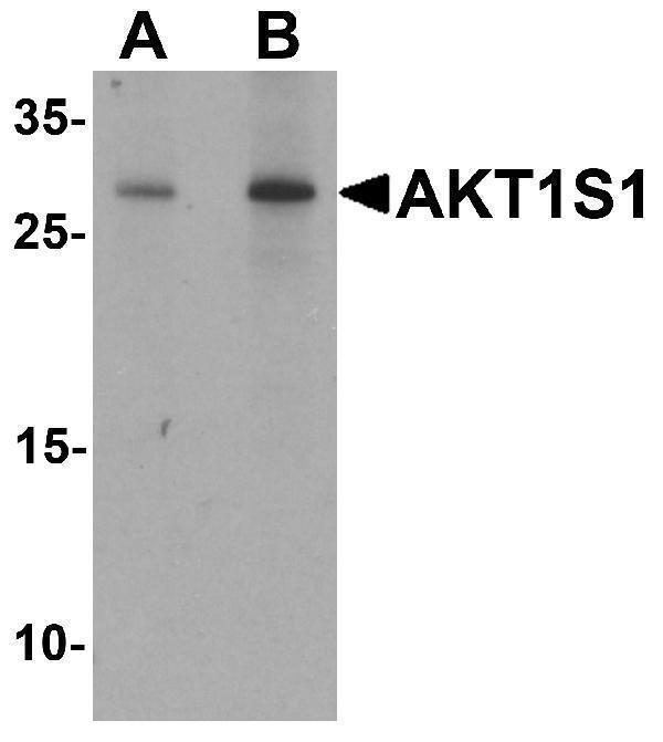 a03629 akt1s1 primary antibodies wb testing 1