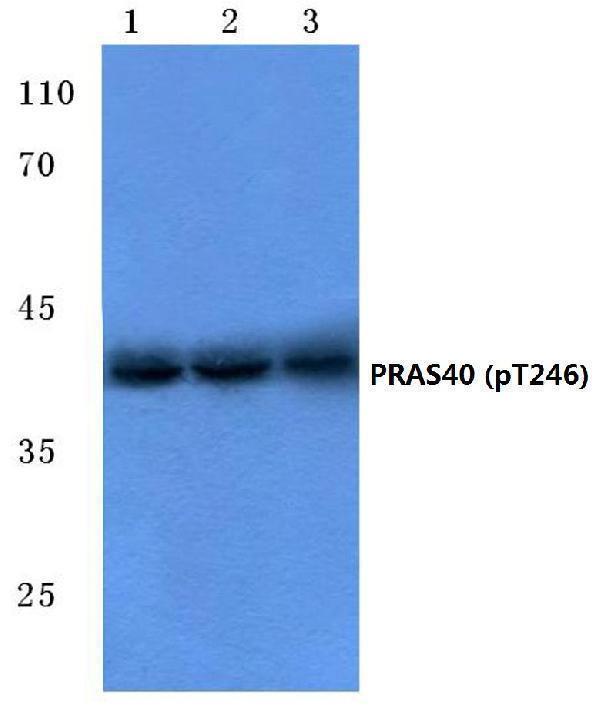 Western blot (WB) analysis of p-PRAS40 (T246) polyclonal antibody at 1:500 dilution
Lane1:LO2 cell lysate 
Lane2:Raw264
