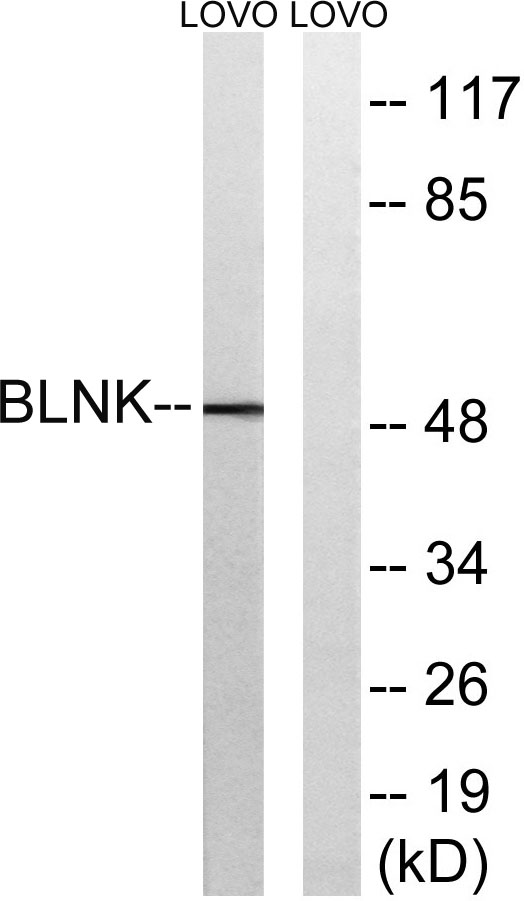 a03630 1 blnk primary antibodies wb testing 3