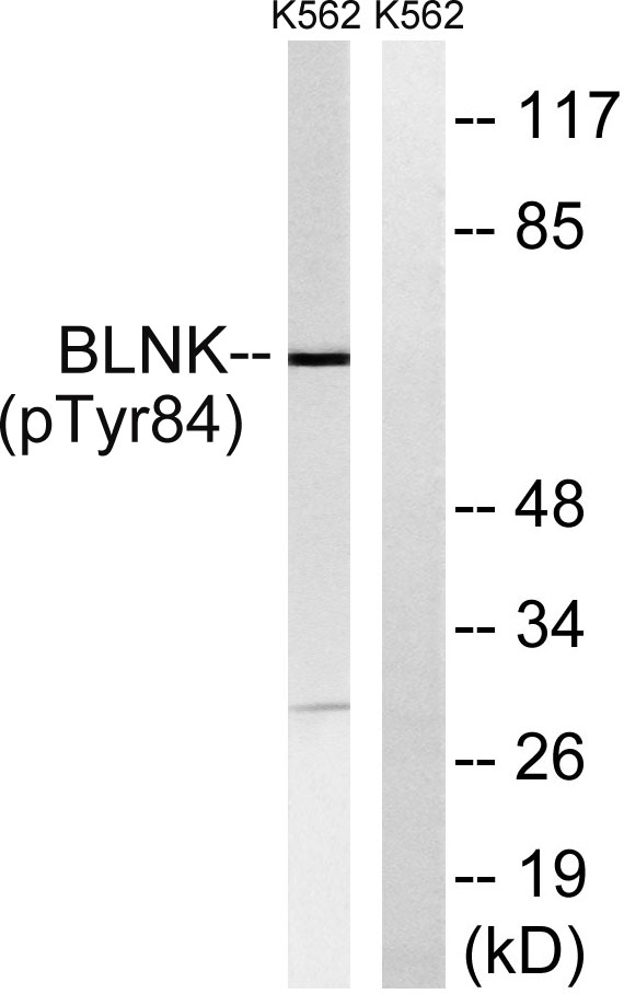 a03630y84 1 blnk primary antibodies wb testing 2