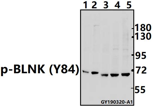 a03630y84 blnk primary antiboties wb testing 1