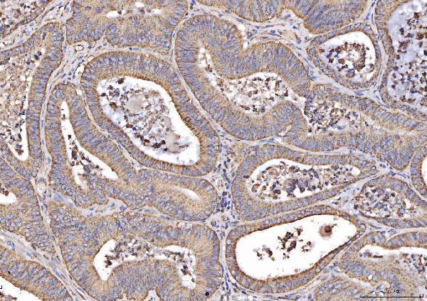  IHC analysis of MT-CO2 using anti-MT-CO2 antibody (A03631-1)