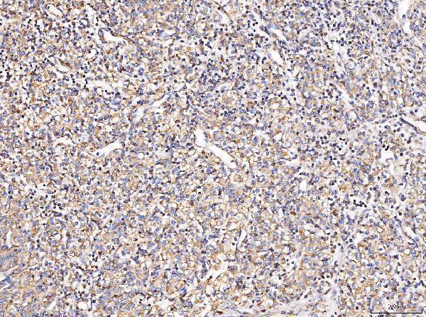 a03631 1 mt co2 primary antibodies ihc testing 4