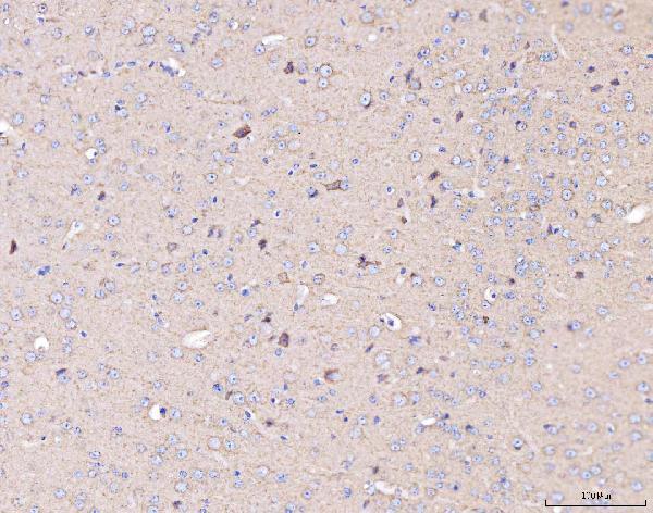 a03631 1 mt co2 primary antibodies ihc testing 5