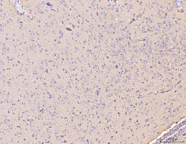 a03631 1 mt co2 primary antibodies ihc testing 6