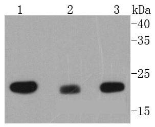 a03631 mt co2 primary antiboties wb testing 1