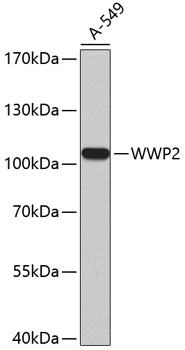 a03634 wwp2 primary antiboties wb testing 1