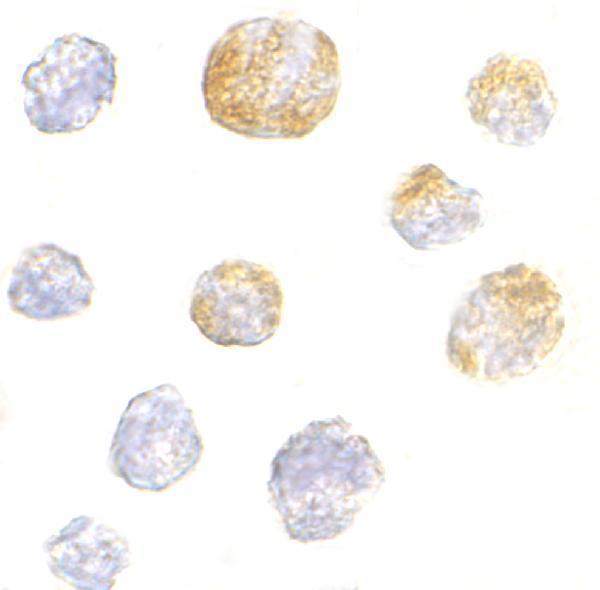 a03635 kif5a primary antibodies icc testing 2