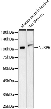 Western blot analysis of various lysates, using NLRP6 antibody  at 1:400 dilution